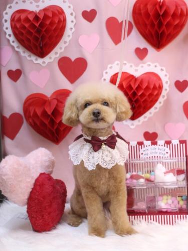 20240215ココアくん